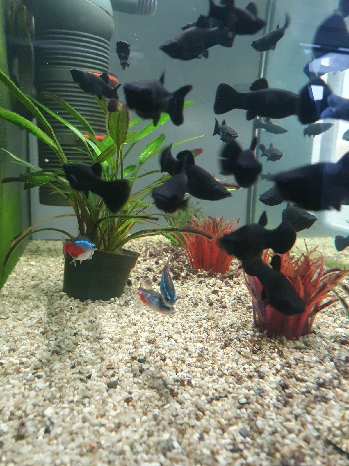 3 Black molly's, Vis