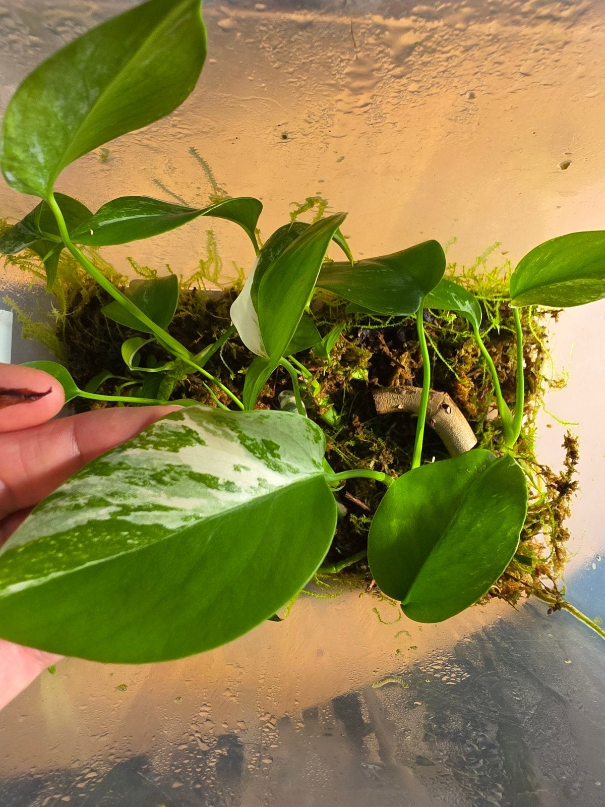Monstera Deliciosa Variegata stekken, Ophalen of Verzenden