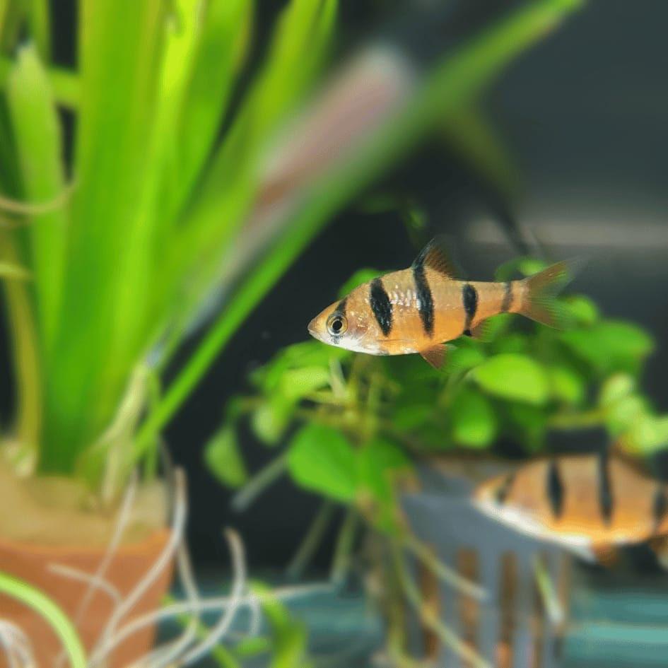 Vijfstreep barbelen, Dieren en Toebehoren, Vissen | Aquariumvissen, Vis, Zoetwatervis, Schoolvis