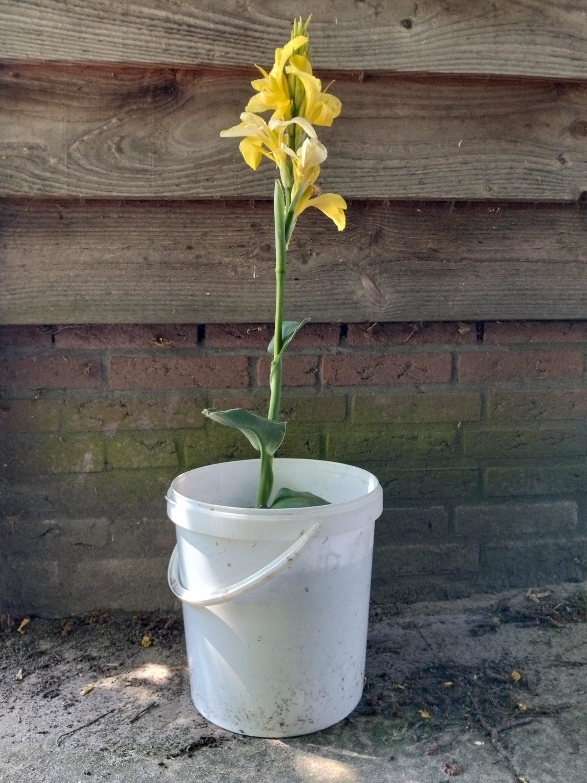 Roze en gele canna's, Ophalen, Overige soorten
