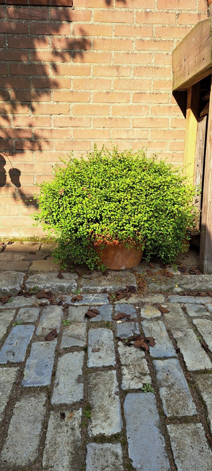 Grote terracotta bloempot met weelderige groene plant, Ophalen, Overige materialen, Gebruikt, Rond