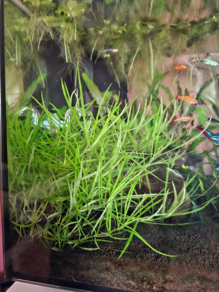 Aquariumplant pogostemon octopus, Ophalen, Nieuw, Plant(en), Steen of Hout