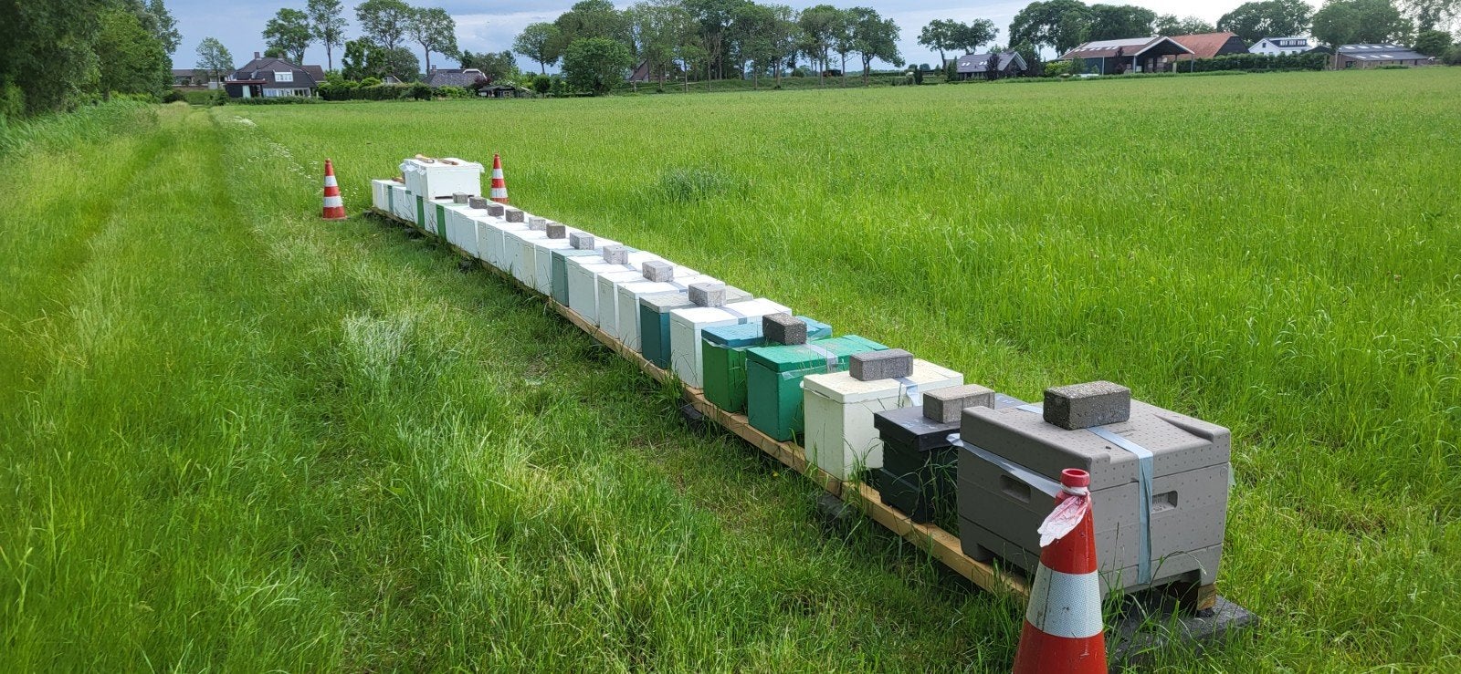 F1 buckfast 2026 volkjes., Dieren en Toebehoren, Insecten en Spinnen, Bijen