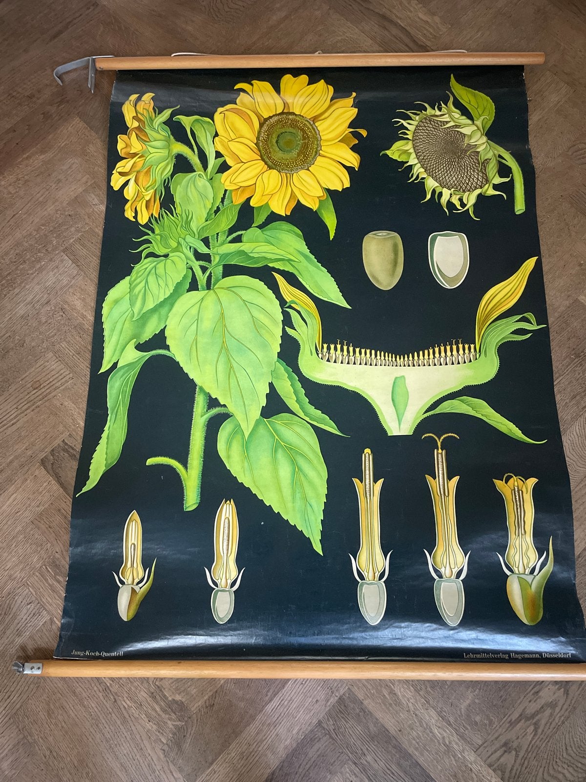 Vintage Botanische Schoolplaat Zonnebloem - Jung-Koch-Quente, Antiek en Kunst, Antiek | Schoolplaten, Ophalen, Natuur en Biologie