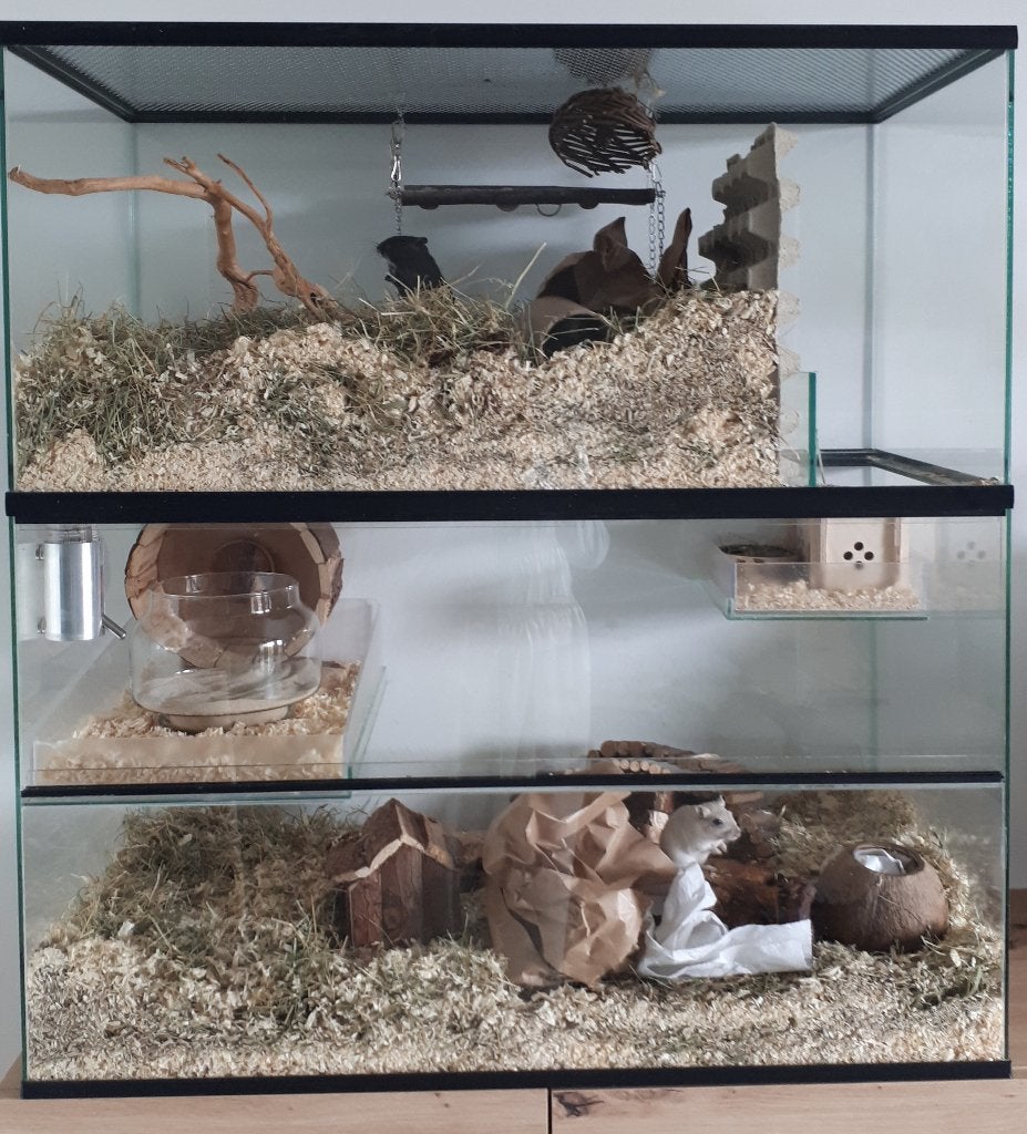 Gerbilarium, glazen verblijf knaagdieren 80x40x90, Ophalen, Kooi, 90 cm of meer, 75 tot 110 cm