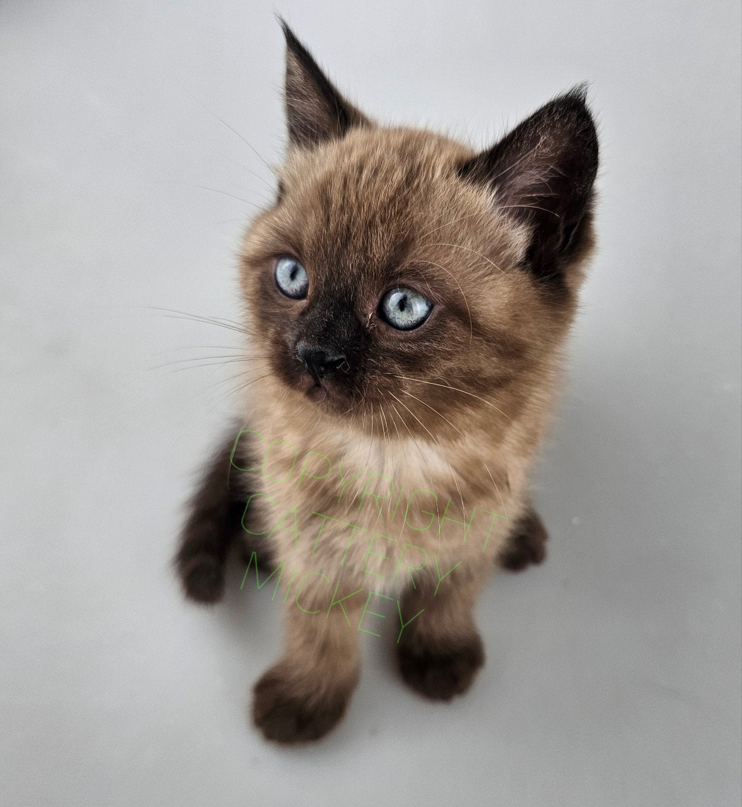 Poesje kitten prachtige kleur ZATERDAG OPHALEN, Poes, Kortharig, 0 tot 2 jaar