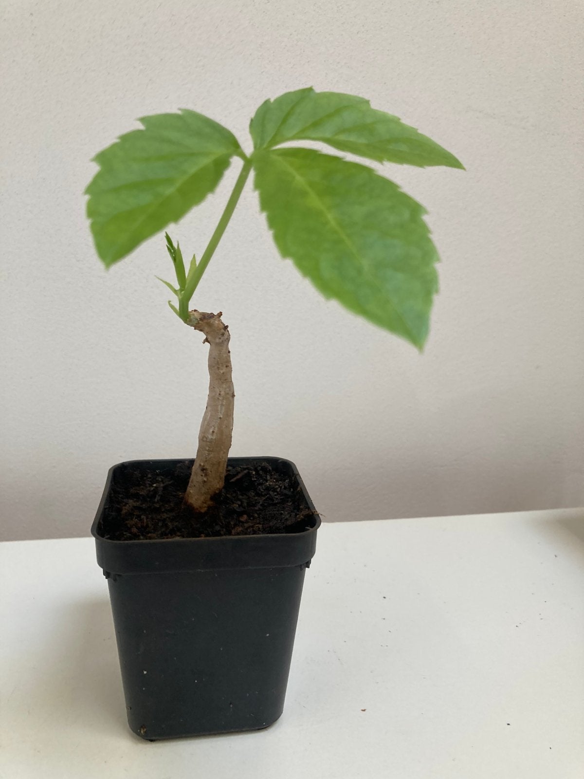 Chyphostemma Greenway, Vetplant, Ophalen of Verzenden, Minder dan 100 cm, Volle zon