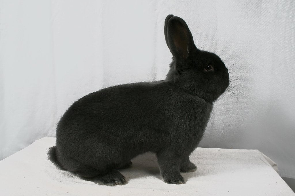 Wener Blauw, Dieren en Toebehoren, Meerdere dieren, Middelgroot, 0 tot 2 jaar