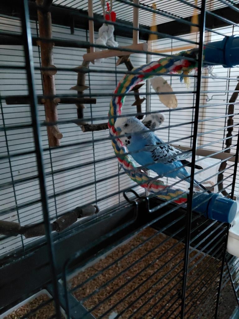 2 grasparkieten inclusief kooi en toebehoren, Meerdere dieren, Parkiet