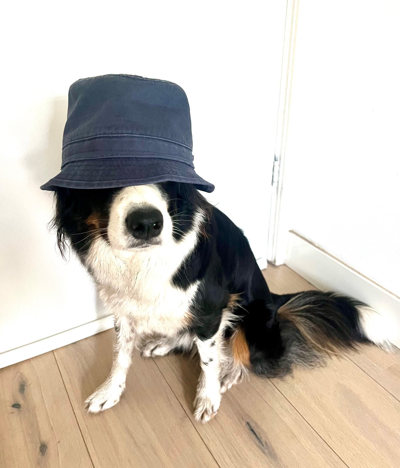Diverse dames hoedjes katoen Hatland (zonder hond), Hoed, Gedragen, Hatland, One size fits all