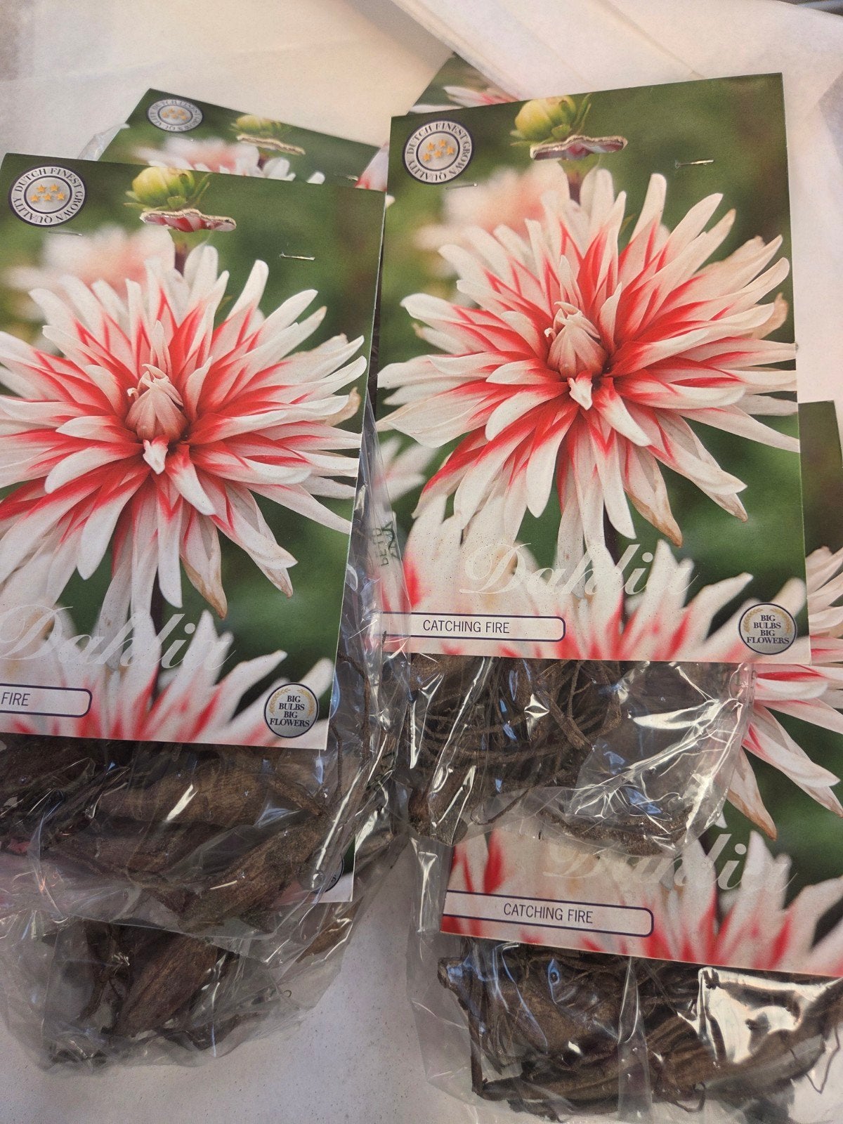 Dahlia 'Catching Fire' Knollen Prachtige Tweekleurige Bloe, Ophalen of Verzenden, Voorjaar, Volle zon, Knol