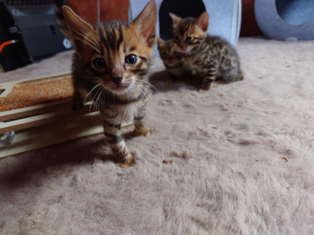 💯 Bengaal Kitten  ✅ Stamboom,🐈 Brown, Poes, Met stamboom, 0 tot 2 jaar