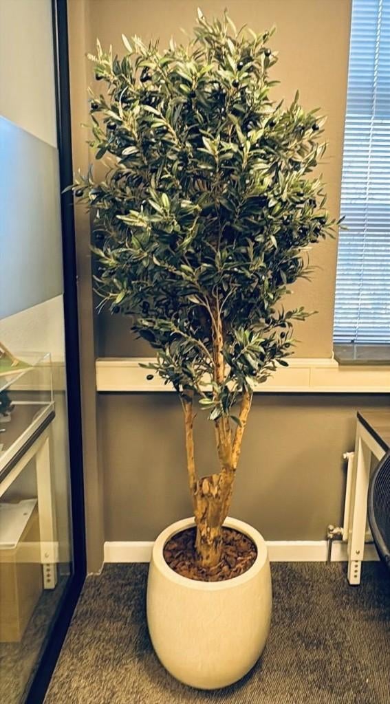 180 cm olijfboom, Ophalen, Nieuw, Binnen