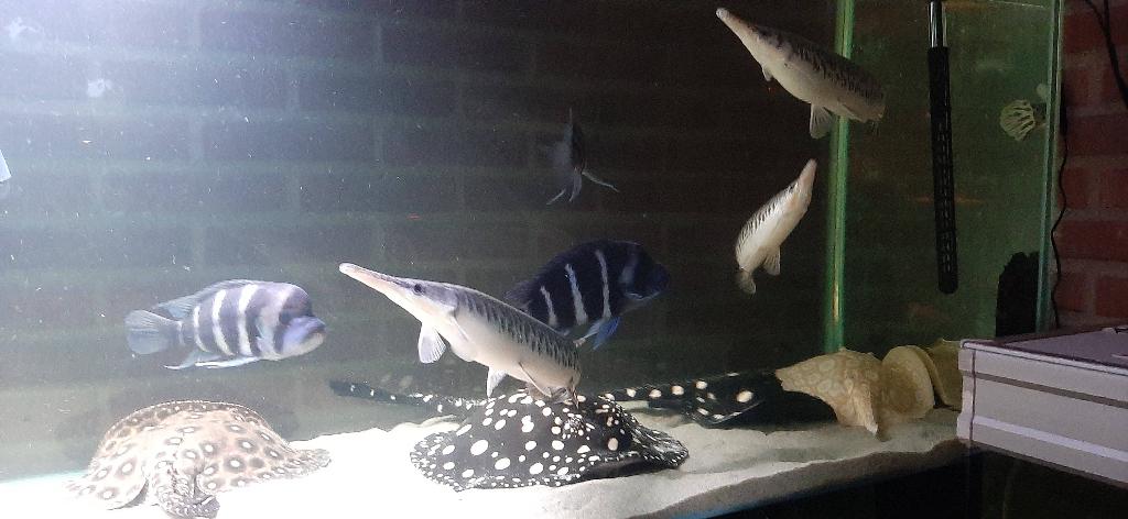 Black diamond potamotrygon roggen te koop, Vis, Zoetwatervis