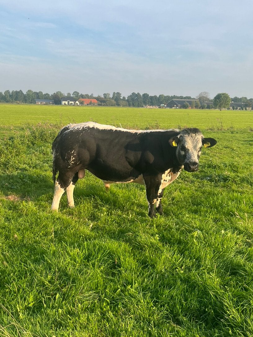 Dikbil streeprugstieren en stierkalveren te koop/te huur, Mannelijk