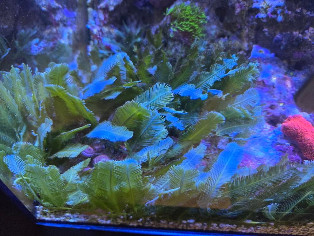  Caulerpa Sertularioides (zeewier) macroalg voor zeeaquarium, Vis