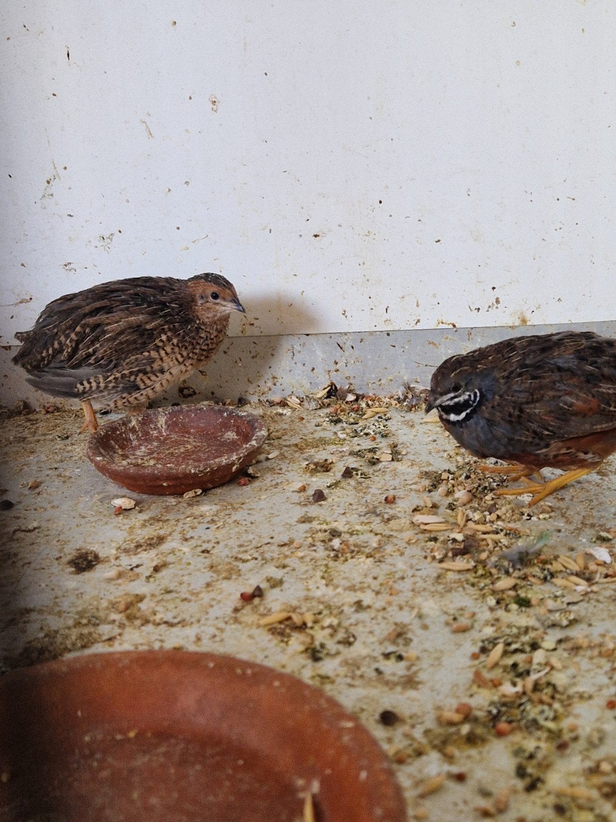 Koppel wildkleur  chinese kwartel, Meerdere dieren