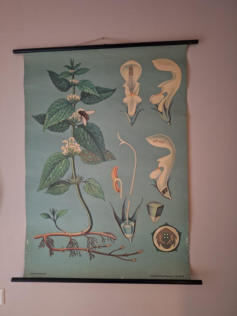 Zeldzame wandkaart /schoolplaat Dovenetel Jung Koch Quentell, Ophalen of Verzenden, Natuur en Biologie