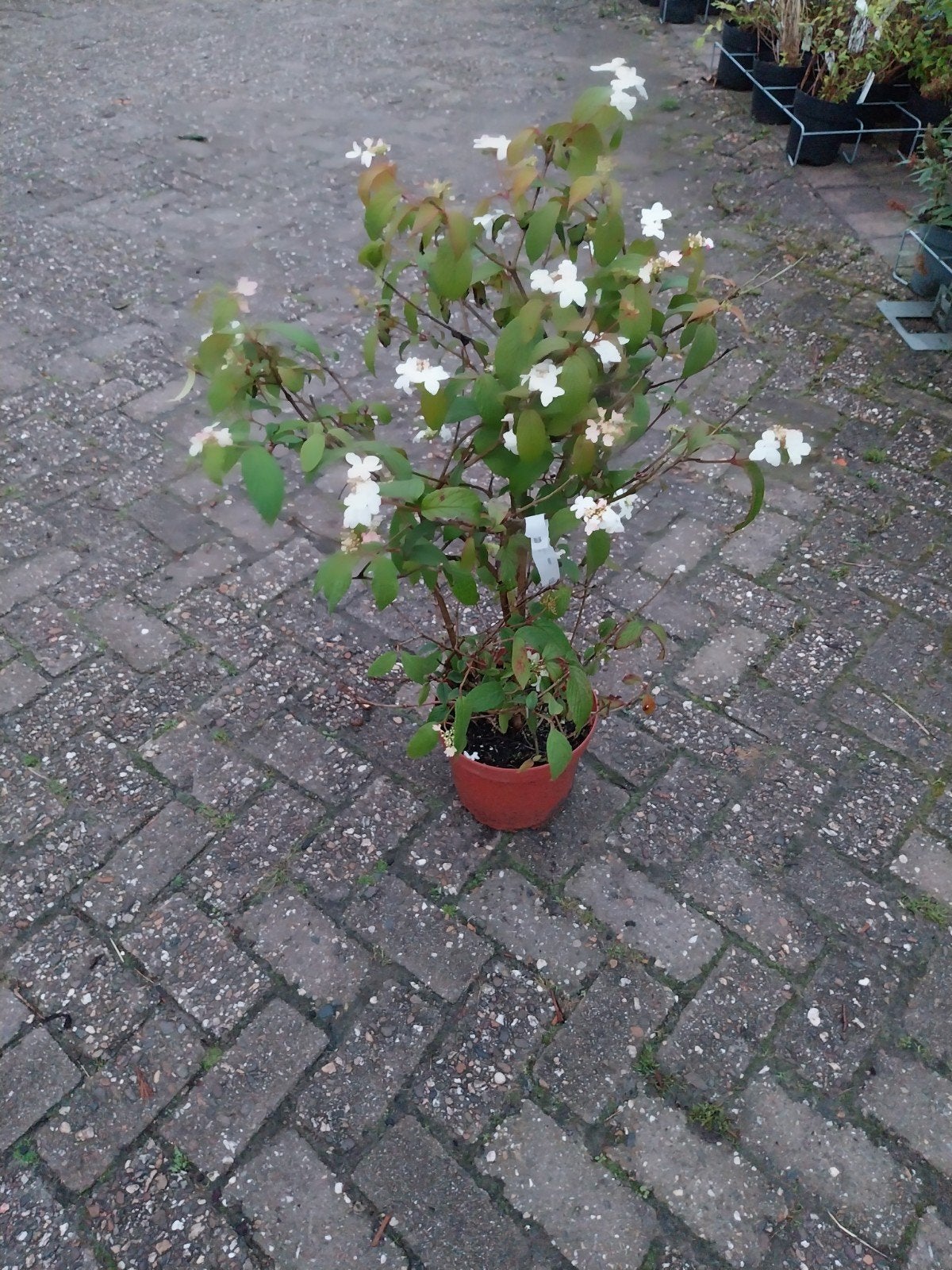 Viburnum plicatum - Japanse sneeuwbal, Volle zon, Vaste plant, Lente, Ophalen