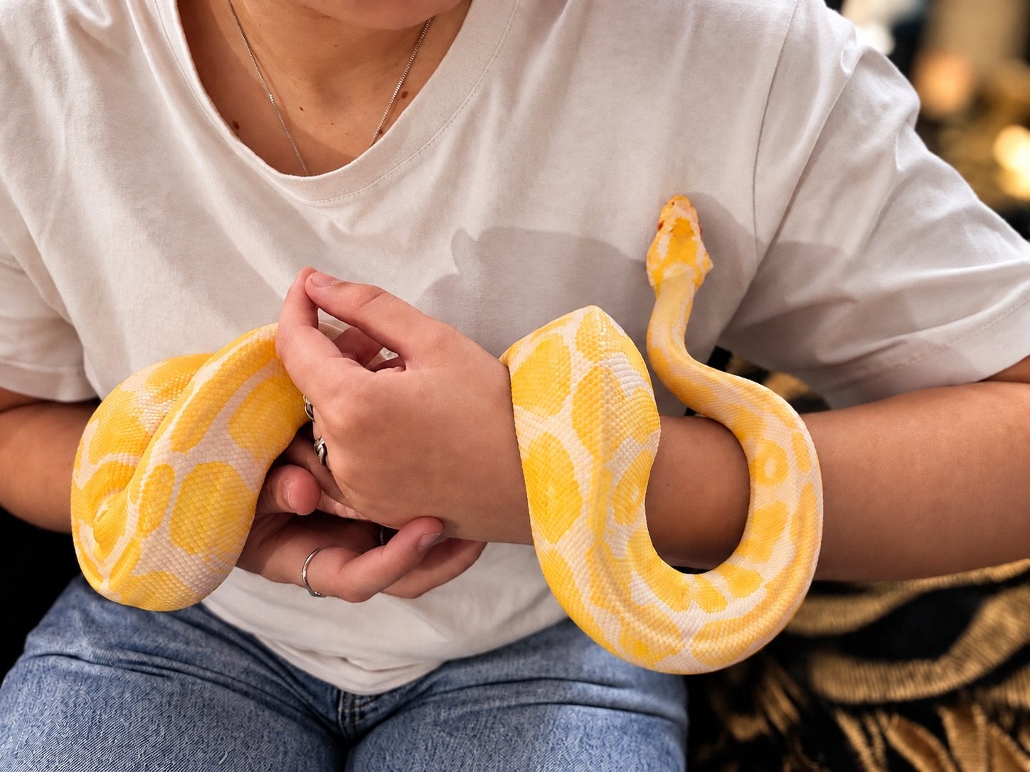 Snakes & Cookies Ball Python photo 8