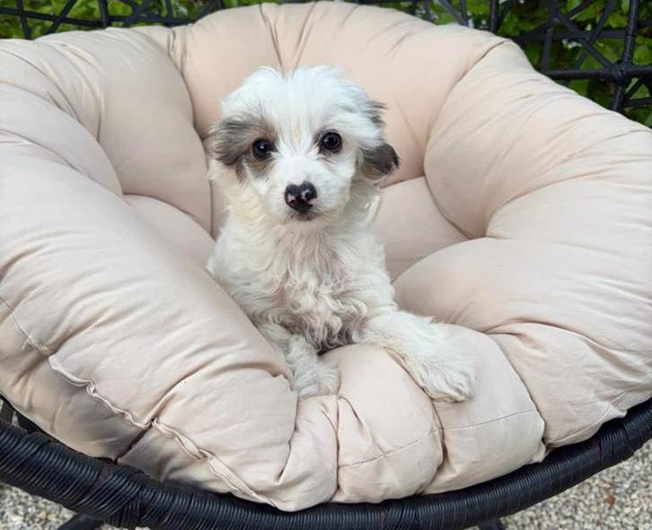 Lieve boomer kruising, Parvo, 8 tot 15 weken, Meerdere, Meerdere dieren