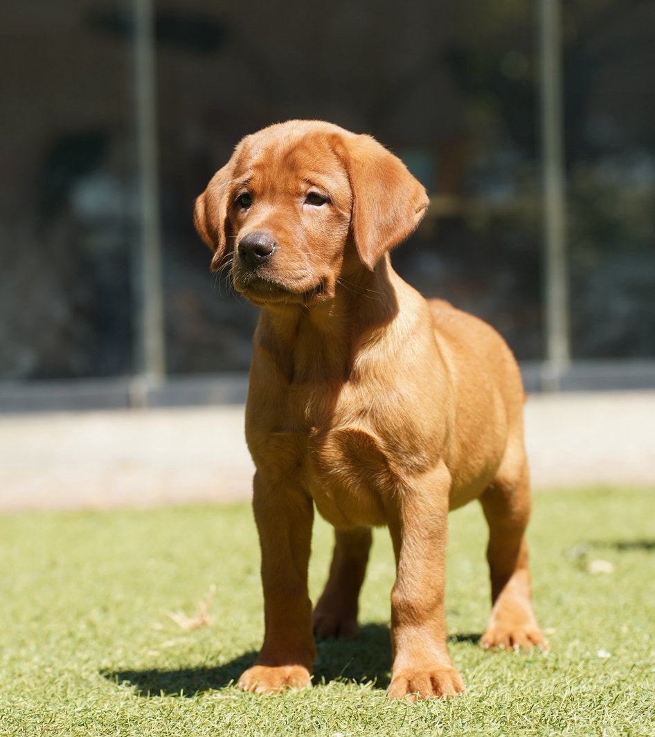 Labrador Retriever pups Redfox, Parvo, Nederland, 8 tot 15 weken, Labrador retriever