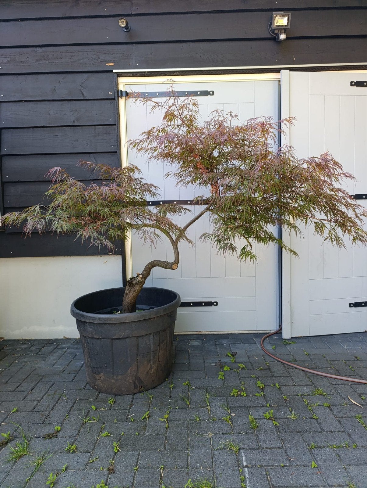 Japanse Esdoorn (Acer Palmatum), Tuin en Terras, Planten | Bomen, Ophalen, Bloeit niet, Halfschaduw, Overige soorten