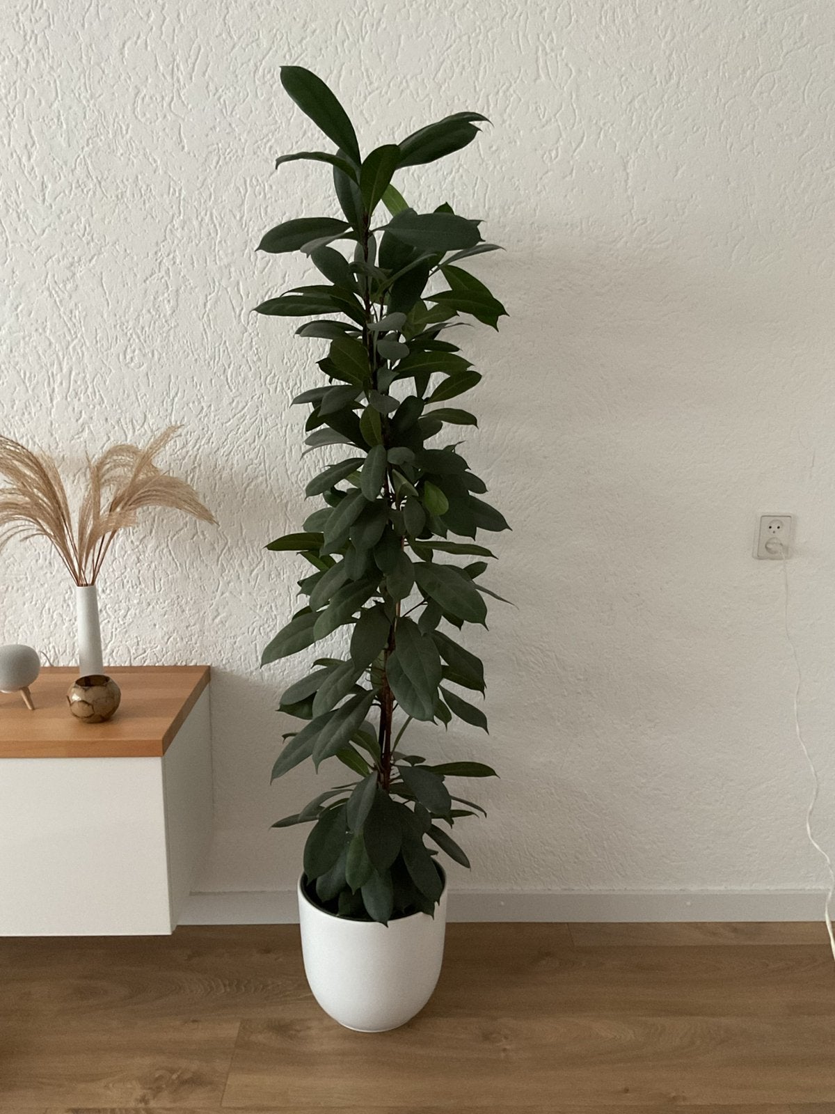Hoge smalle kamerplant, groene vijg, Ophalen