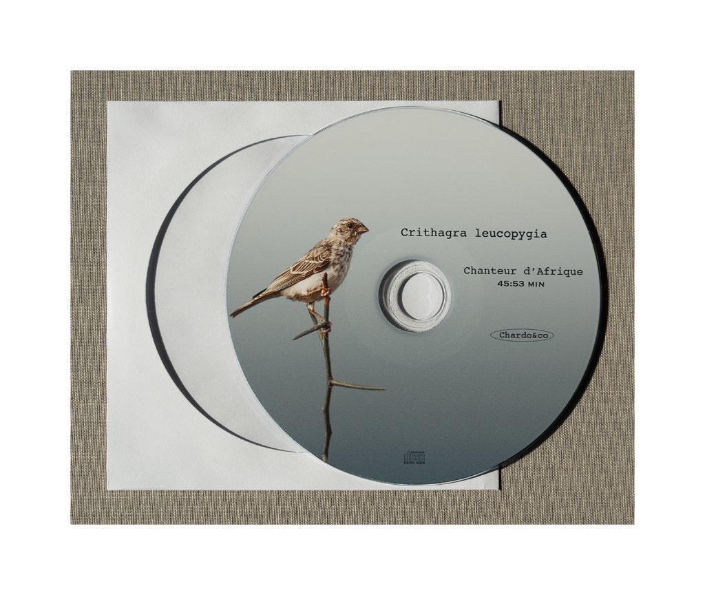 Edelzanger, Meerdere dieren, Tropenvogel, Geringd