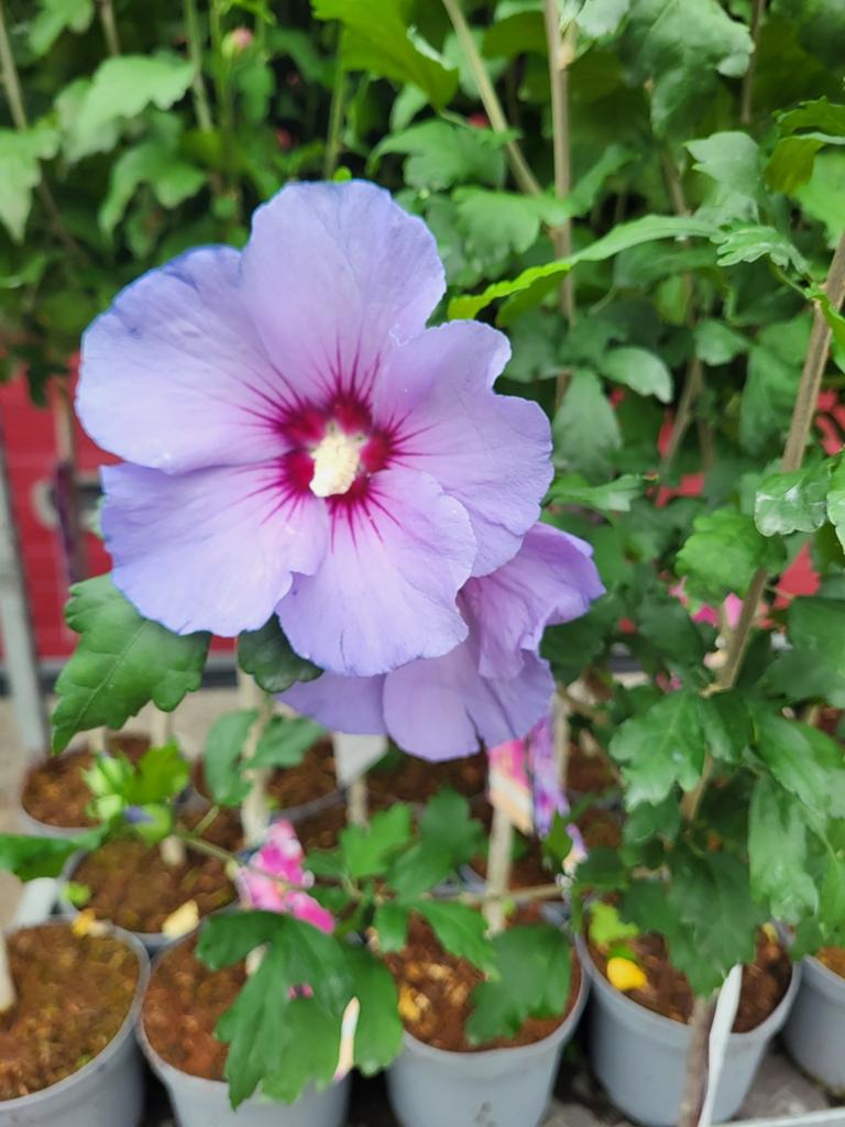 Hibiscus op stam, Ophalen of Verzenden, Overige soorten, Halfschaduw