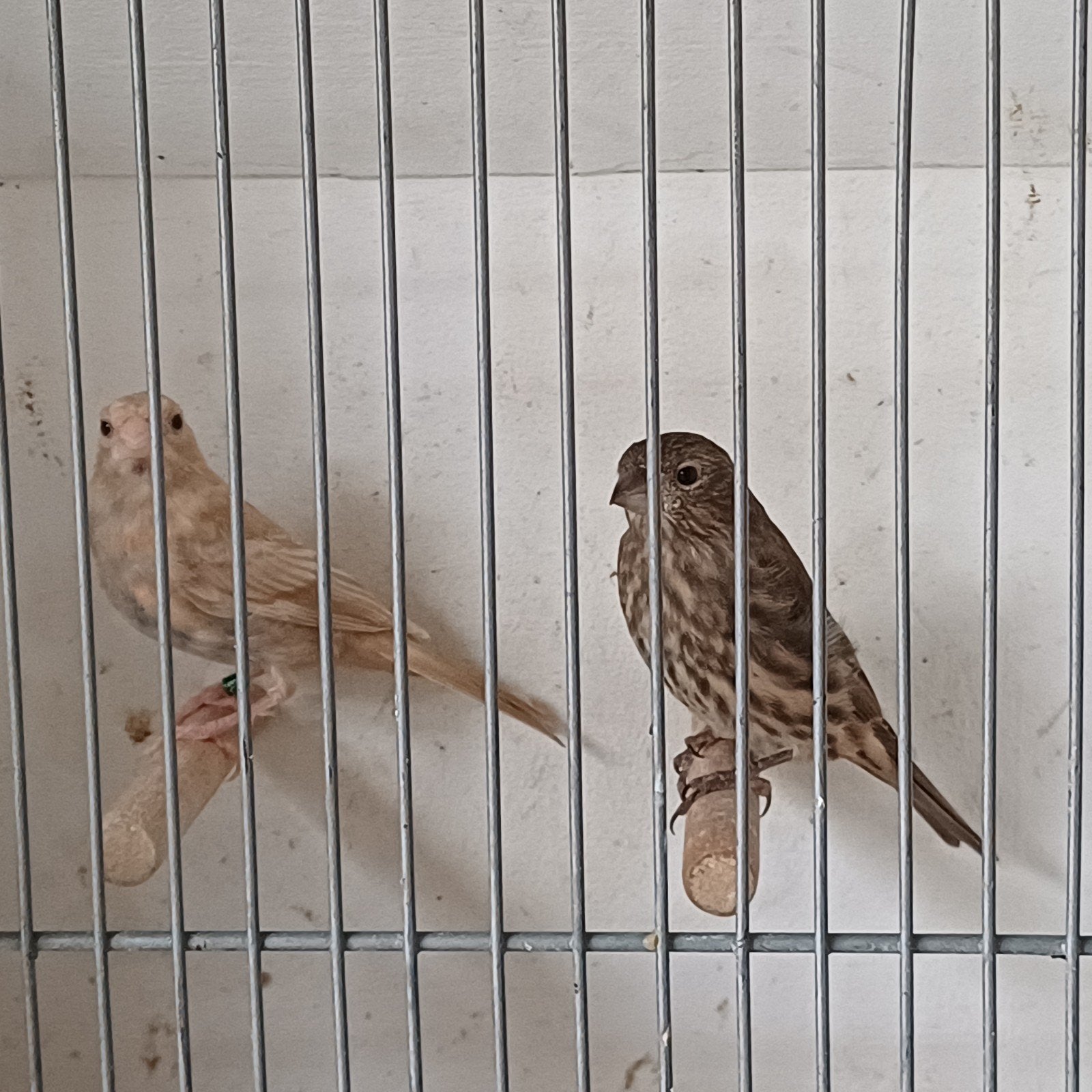 Mexicaanse roodmussen, phaeo en split, Dieren en Toebehoren