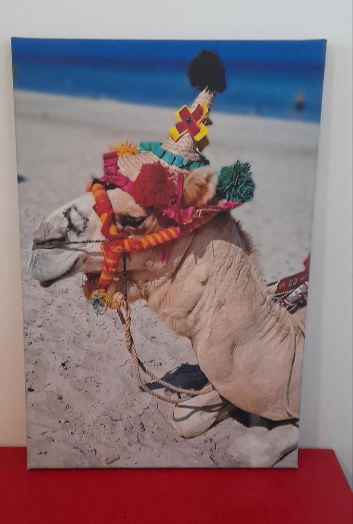 Dromedaris op canvas, zeer kleurrijk, Ophalen of Verzenden, Zo goed als nieuw