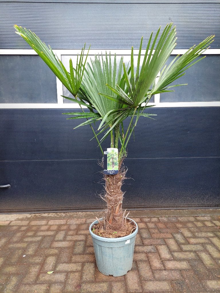 Trachycarpus Fortunei - Chinese Waaierpalm H: 170 cm., Tuin en Terras, Planten | Bomen, 100 tot 250 cm, Zomer, Palmboom, Ophalen