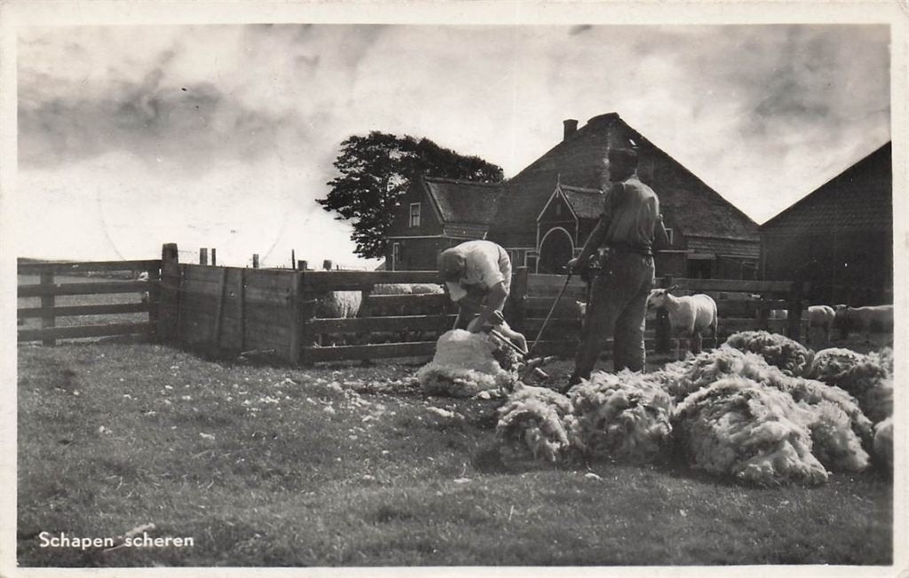 702-480-031 Schapen Scheren Groeten Uit Texel, Verzenden, Voor 1920, Noord-Holland