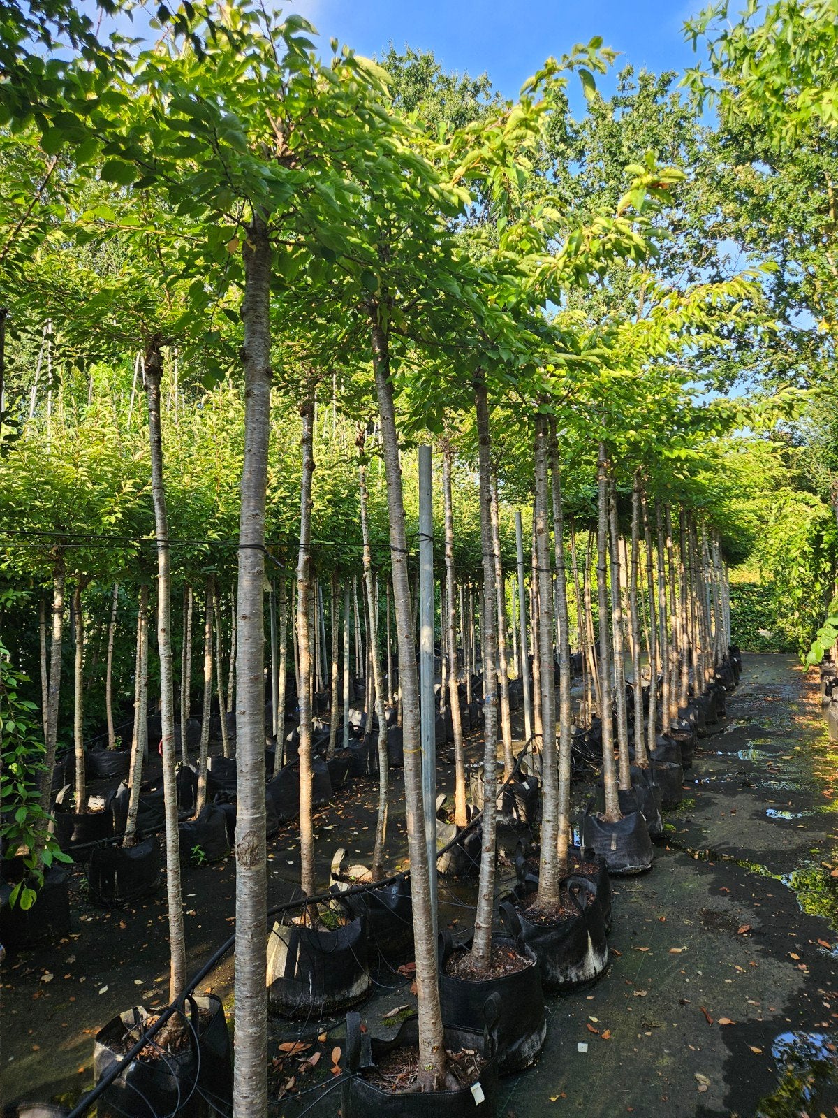 prunus yedoensis te koop!, Halfschaduw, Lente, 100 tot 250 cm, Ophalen