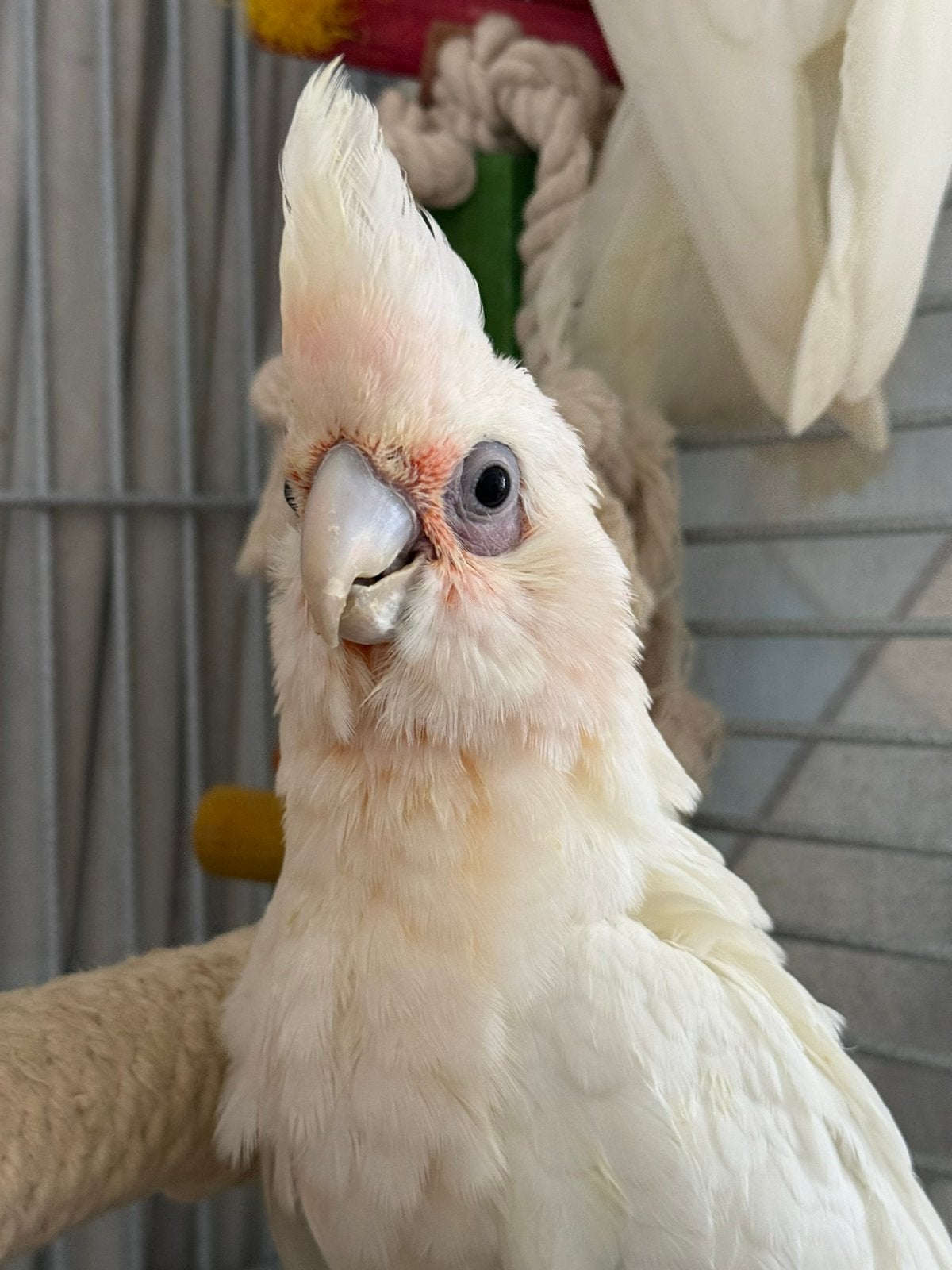 Geteste jonge naaktoog kaketoes, Meerdere dieren, Papegaai, Pratend