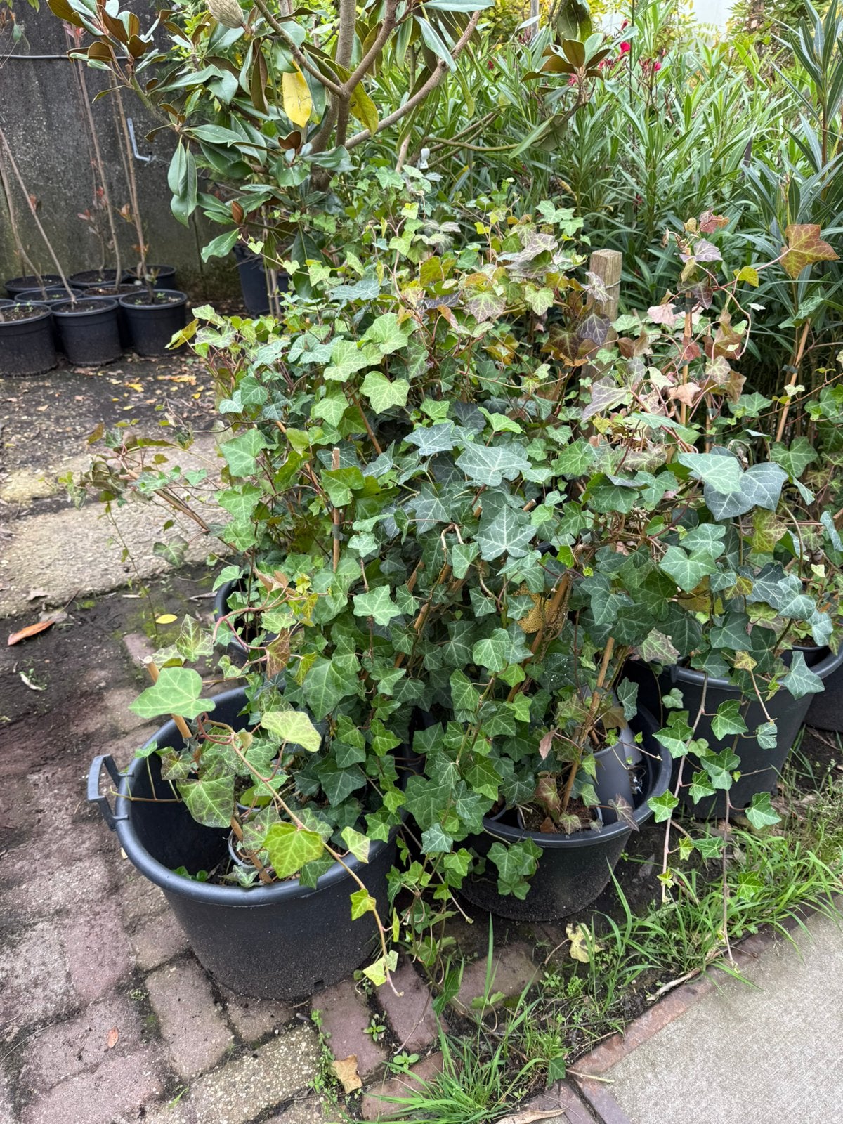 Laatste kans 40/50 hedrra langer dan 125 cm stunt 1,95, Ophalen, Bloeit niet, Vaste plant, Klimplanten