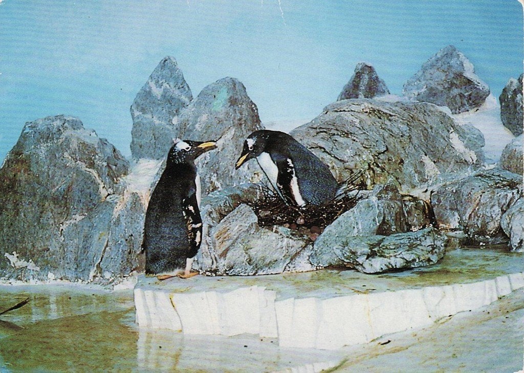 Dierentuin Frankfurt/Main zoo Eselspinguine 251, Verzenden, 1980 tot heden, Gelopen, Overige soorten