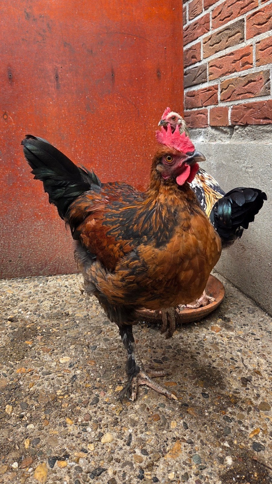 Bergsfairytale garden x Marans Kip, Dieren en Toebehoren, Pluimvee, Mannelijk, Kip