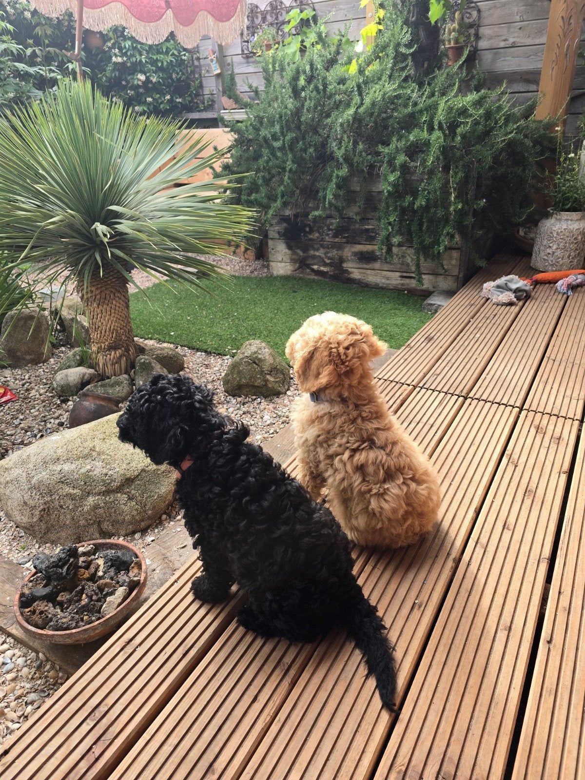 Aangeboden 2 Labradoodles medium, Dieren en Toebehoren, Honden | Retrievers, Spaniëls en Waterhonden, Parvo, Overige rassen, 8 tot 15 weken