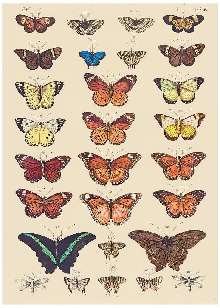Vlinders Butterflies Grote Kunst Poster affiche, Verzenden