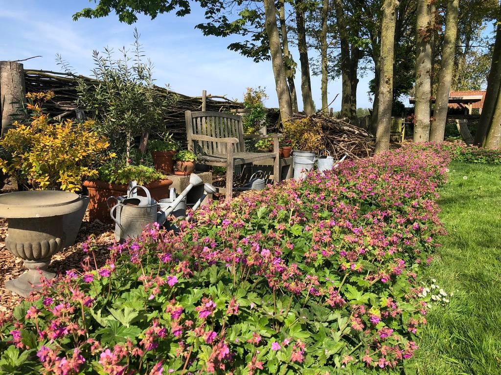 Te koop: mooie roze geranium, Ophalen of Verzenden, Overige soorten, Volle zon