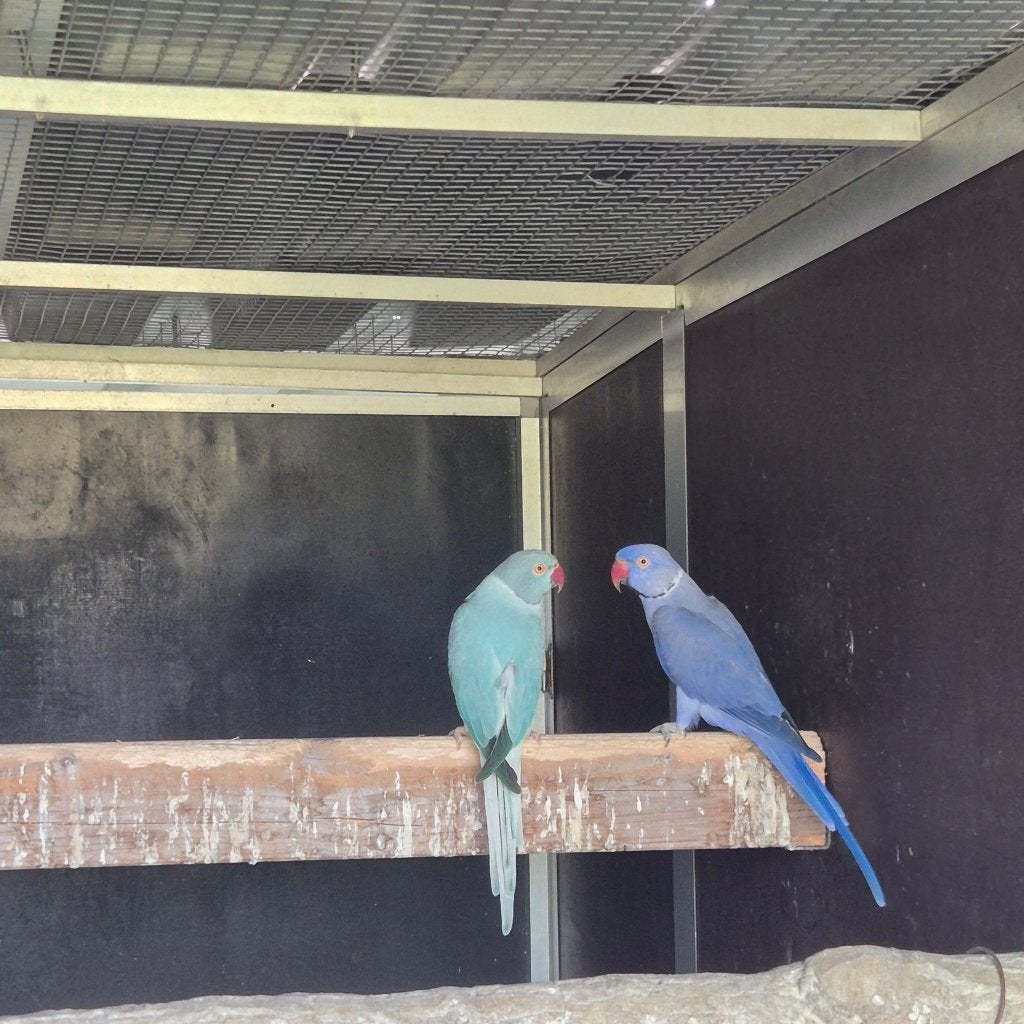 koppel halsbandparkieten opaline, Dieren en Toebehoren, Meerdere dieren, Parkiet, Geringd