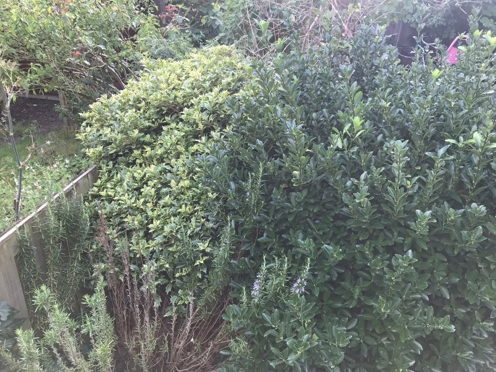 Gratis 2 struiken 1,20 m – Japanse hulst en schijnhulst, Ophalen, Hulst, Struik, 100 tot 250 cm
