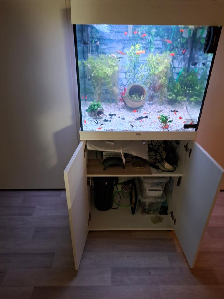 Juwel Aquarium tekoop, Nieuw, Ophalen of Verzenden, Gevuld zoetwateraquarium, Inclusief vissen