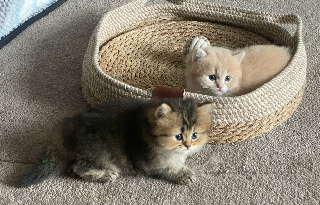 Kittens Britse langhaar, Meerdere dieren, Ontwormd, 0 tot 2 jaar