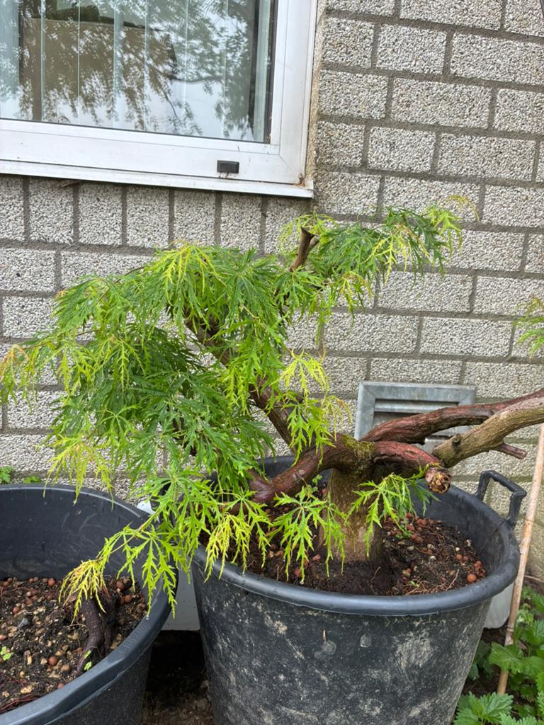 Acer Disectum bonsai project, Tuin en Terras, Ophalen, Bloeit niet, Overige soorten, Halfschaduw