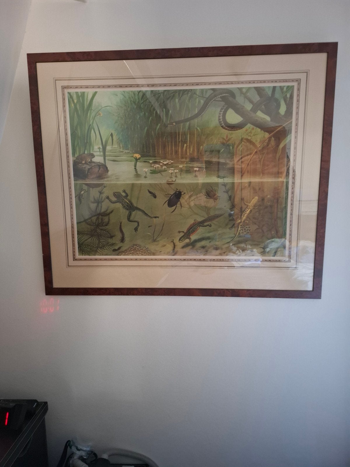 Gedetailleerd vijverleven schilderij met lijst, Ophalen