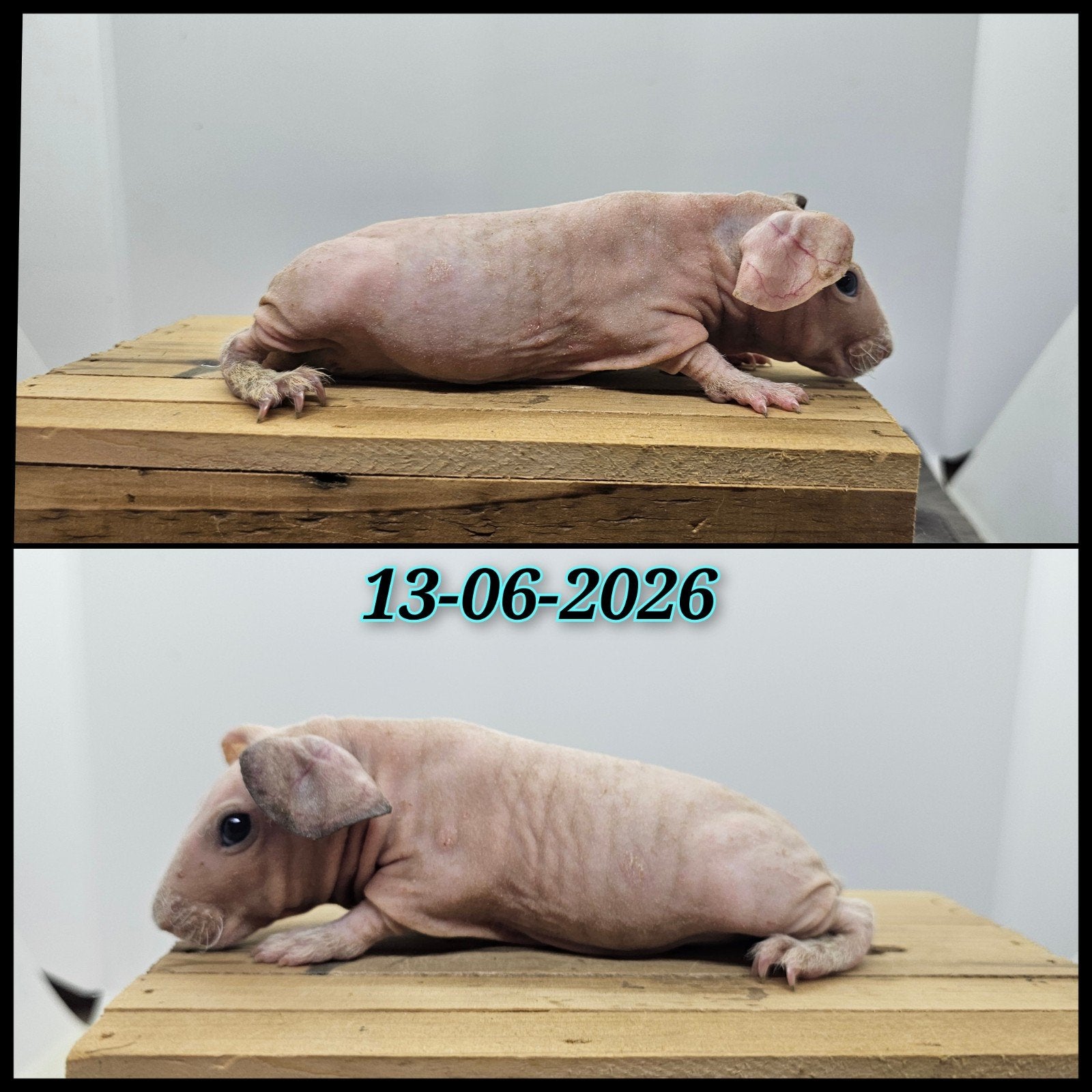 Dalmaat skinny beertje, Dieren en Toebehoren, Knaagdieren, Cavia, Juni, Mannelijk, Tam