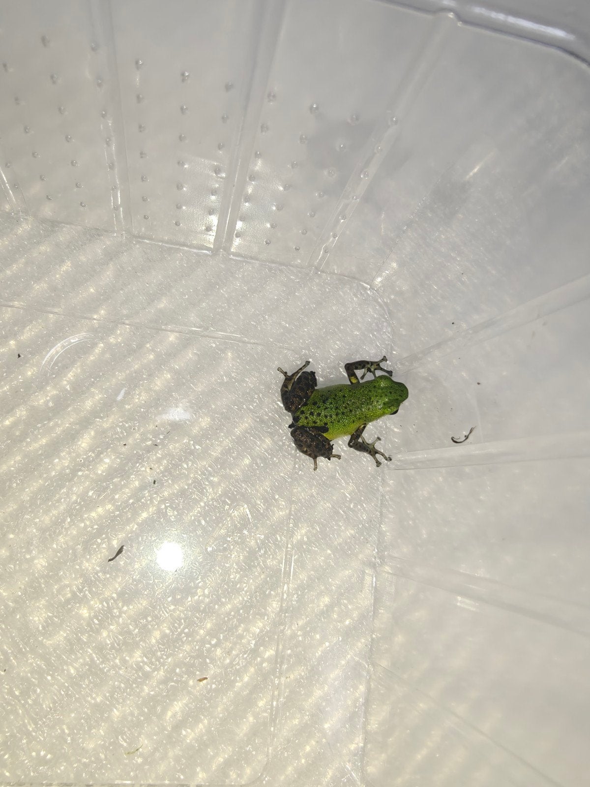 Oophaga Pumilio Punta Laurel, Amfibie, 0 tot 2 jaar